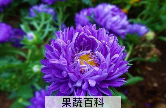 月月菊的功效与作用
