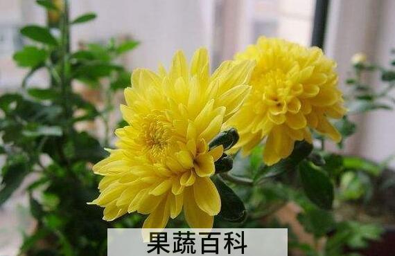 月月菊的功效与作用