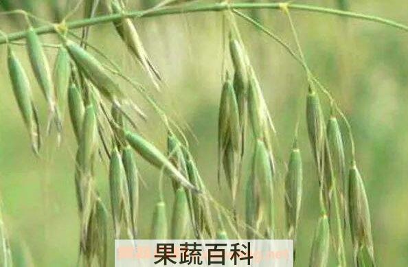 燕麦和野燕麦的区别