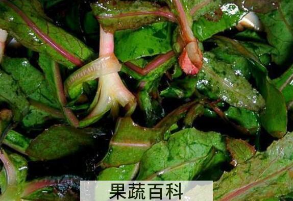 曲麻菜的功效与作用 曲麻菜的副作用