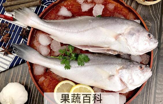 白果鱼属于什么鱼 白果鱼怎么吃