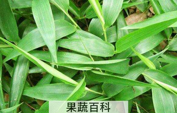  竹叶怎么制成干茶