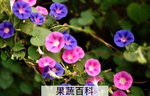 夕颜花的功效与作用及药用价值