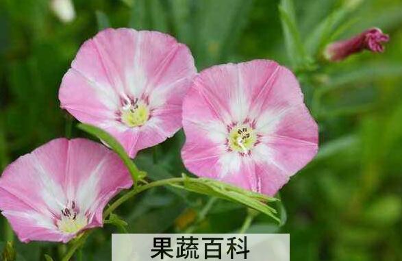 夕颜花的功效与作用及药用价值