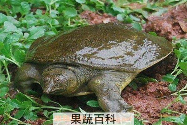 野生甲鱼