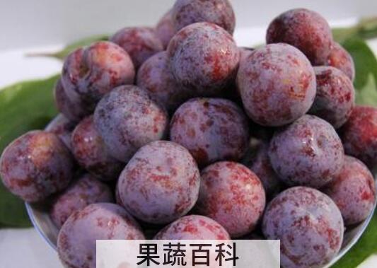 四川脆红李的功效与作用