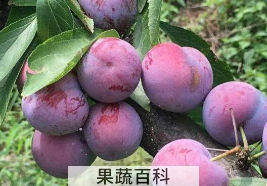 四川脆红李的功效与作用