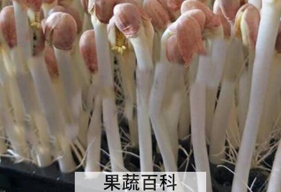 花生芽哪些人不能吃 吃花生芽的禁忌