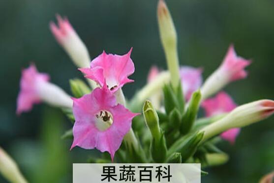 烟草花的功效与作用及药用价值