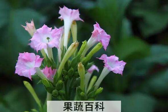 烟草花的功效与作用及药用价值