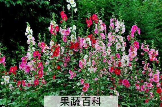 蜀葵花的功效与作用及药用价值