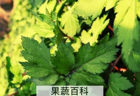 川穹菜的功效与作用