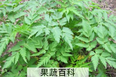 川穹菜的功效与作用