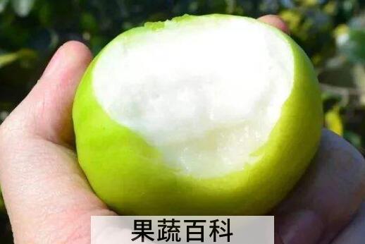 牛奶枣的功效与作用 牛奶枣的禁忌