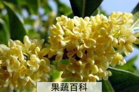 月桂的功效与作用