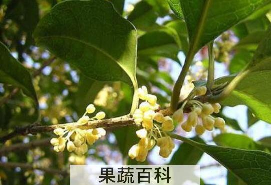 月桂的功效与作用