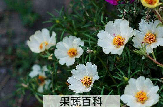 午时花的功效与作用及药用价值