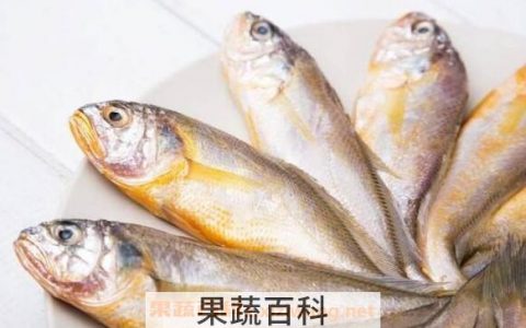 大黄鱼与小黄鱼的区别