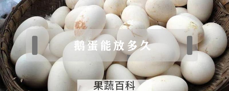 鹅蛋能放多久