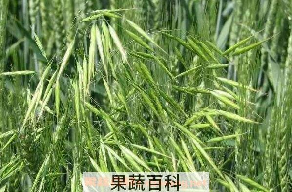雀麦与野燕麦的区别