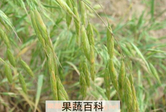 雀麦与野燕麦的区别