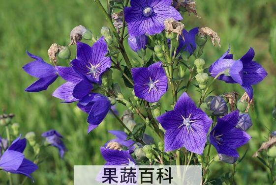 桔梗花的功效与作用及禁忌