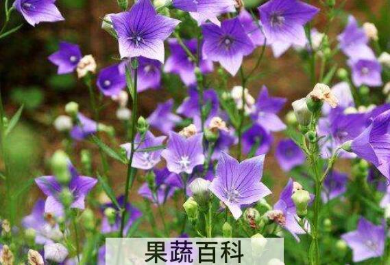 桔梗花的功效与作用及禁忌