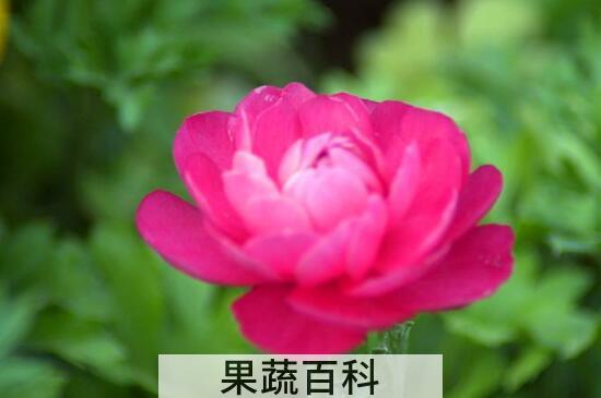 草牡丹怎么养殖 草牡丹的养殖方法与注意事项