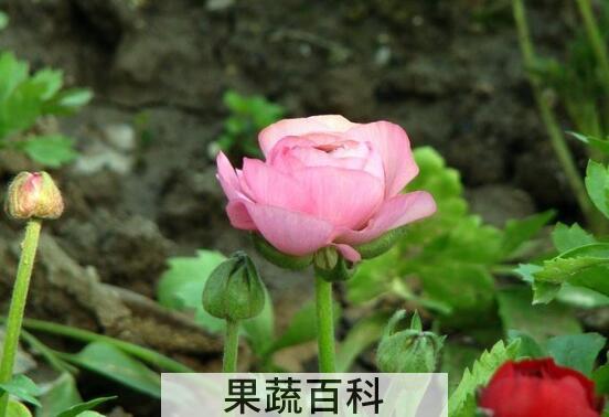 草牡丹怎么养殖 草牡丹的养殖方法与注意事项
