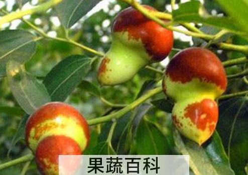 北京葫芦枣图片 北京葫芦枣的食用方法