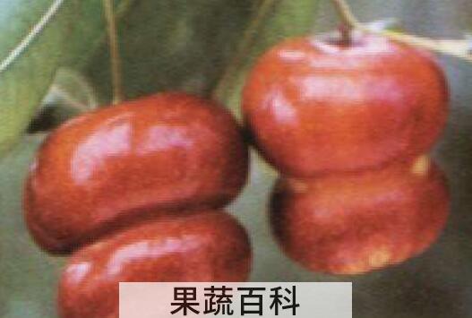 北京葫芦枣图片 北京葫芦枣的食用方法