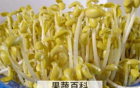 用醋快速生豆芽的方法