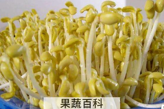 用醋快速生豆芽的方法