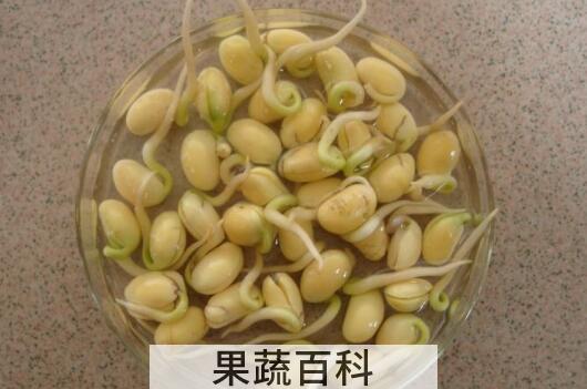用醋快速生豆芽的方法