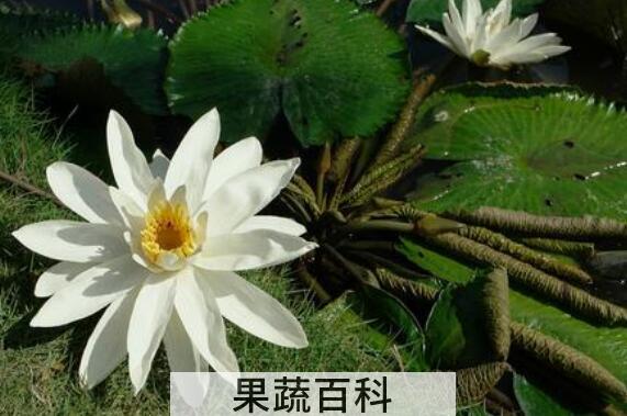 水百合怎么养 水百合的养殖方法和注意事项