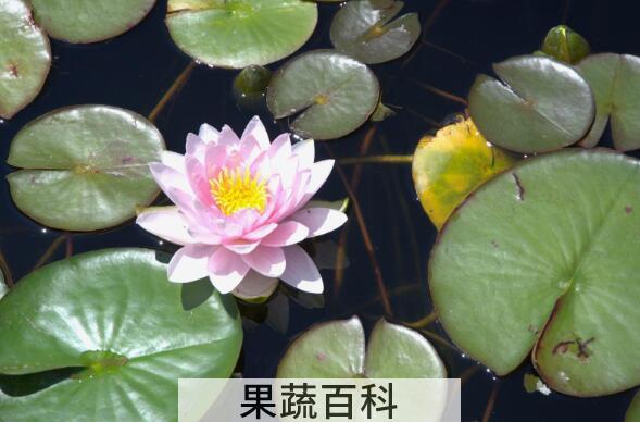 水百合怎么养 水百合的养殖方法和注意事项