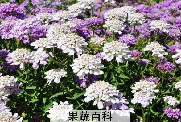 蜂室花的种植方法和时间 蜂室花的养殖方法