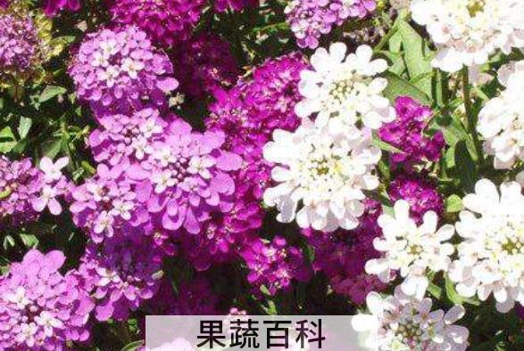 蜂室花的种植方法和时间 蜂室花的养殖方法