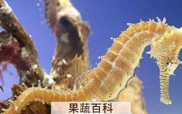 新鲜海马怎么处理晒干 海马晒干注意事项