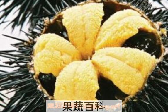 日本海胆酱如何做 日本海胆酱的做法教程