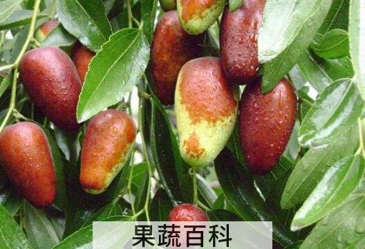 马奶枣的营养价值与功效
