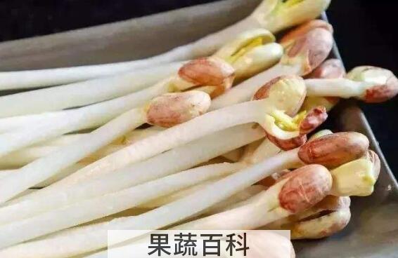 花生芽怎么发最快最好 自制花生芽的全过程