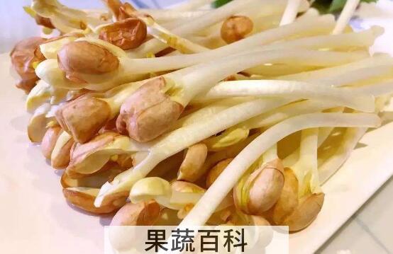 花生芽怎么发最快最好 自制花生芽的全过程