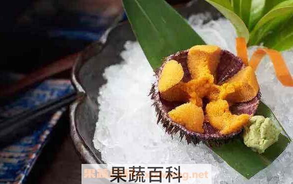活海胆的营养价值与功效作用