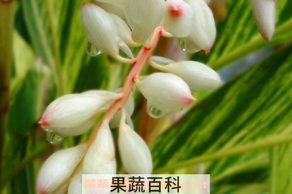良姜蜜的功效与作用