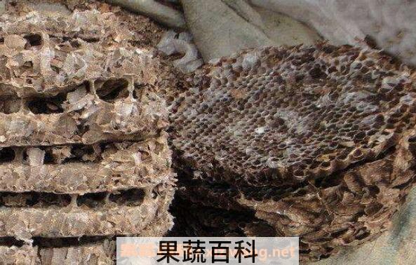 蜂房的功效与作用 蜂房的食用方法