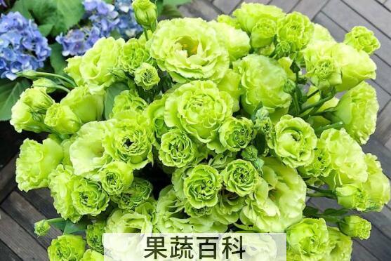  洋桔梗的功效与作用及禁忌