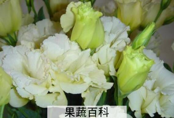  洋桔梗的功效与作用及禁忌
