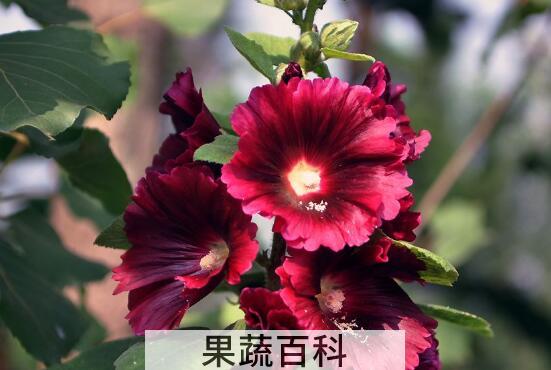 蜀葵花的功效与作用