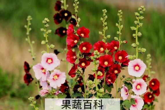 蜀葵花的功效与作用